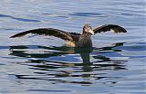 Northern Giant-Petrelborder=